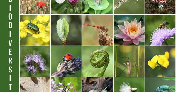 Biodiversity Meaning In Bengali