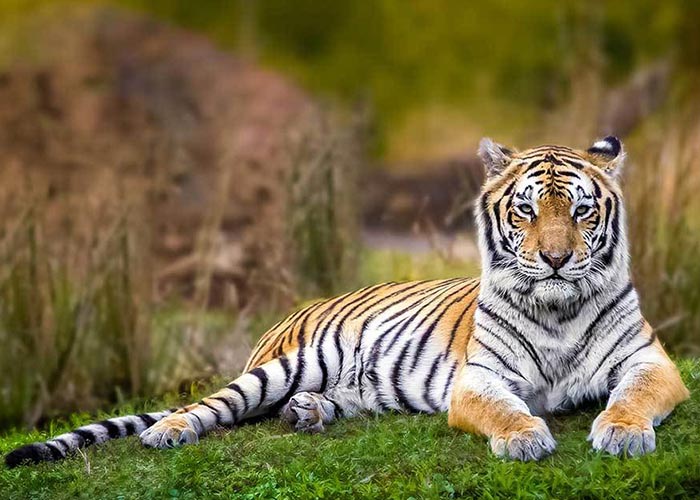 our national animal tiger essay in hindi